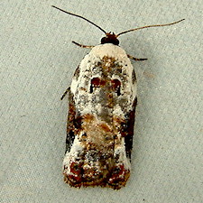 Acleris nivisellana