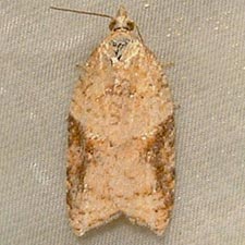 Acleris cornana