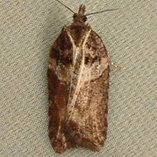 Acleris variegana