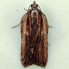 Acleris pulverosana