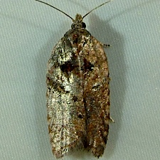 Acleris pulverosana