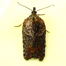 Acleris pulverosana