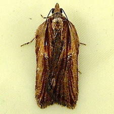 Acleris pulverosana