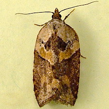 Acleris pulverosana