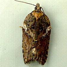 Acleris pulverosana