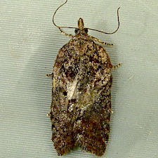 Acleris pulverosana