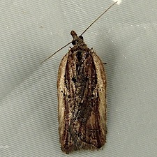 Acleris pulverosana