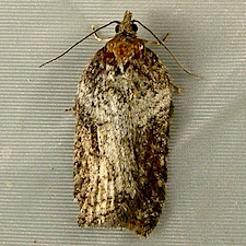 Acleris pulverosana