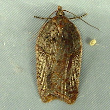 Acleris pulverosana