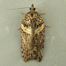 Acleris pulverosana