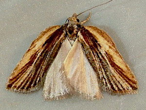 Acleris pulverosana