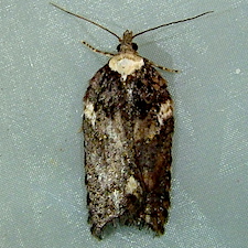 Acleris pulverosana