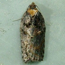 Acleris pulverosana