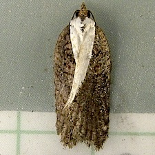 Acleris pulverosana