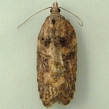 Acleris pulverosana