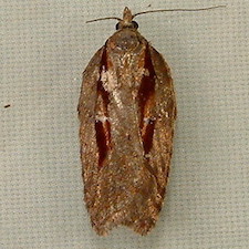 Acleris pulverosana