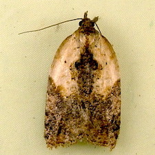 Acleris fragariana