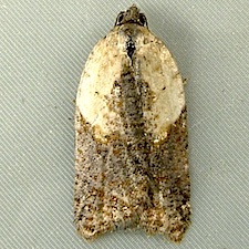 Acleris fragariana