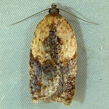 Acleris fragariana