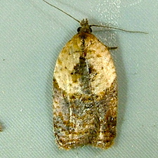 Acleris fragariana