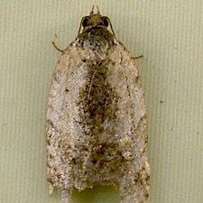 Acleris fragariana