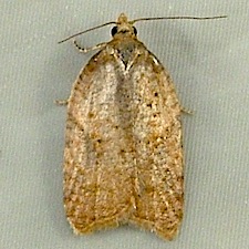 Acleris britannia