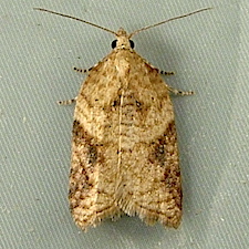 Acleris britannia