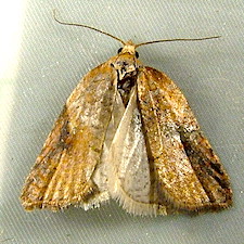 Acleris britannia