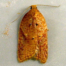 Acleris britannia