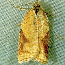 Acleris britannia