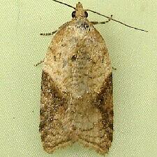 Acleris britannia