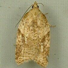 Acleris britannia