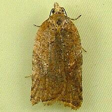 Acleris britannia