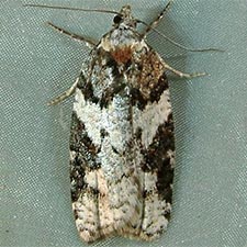 Acleris gloveranus