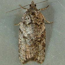 Acleris gloveranus