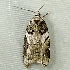 Acleris gloveranus