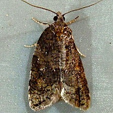 Acleris gloveranus