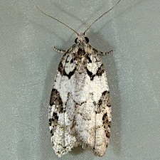 Acleris gloveranus