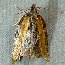 Acleris gloveranus