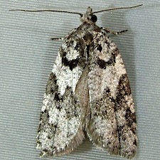 Acleris gloveranus