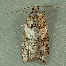 Acleris gloveranus