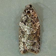 Acleris gloveranus