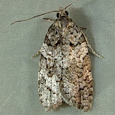 Acleris gloveranus