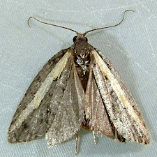 Acleris gloveranus