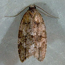 Acleris gloveranus