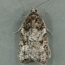 Acleris gloveranus