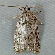 Acleris gloveranus