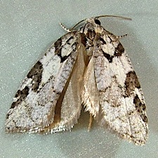 Acleris gloveranus