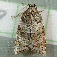 Acleris gloveranus