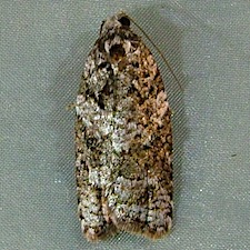 Acleris gloveranus